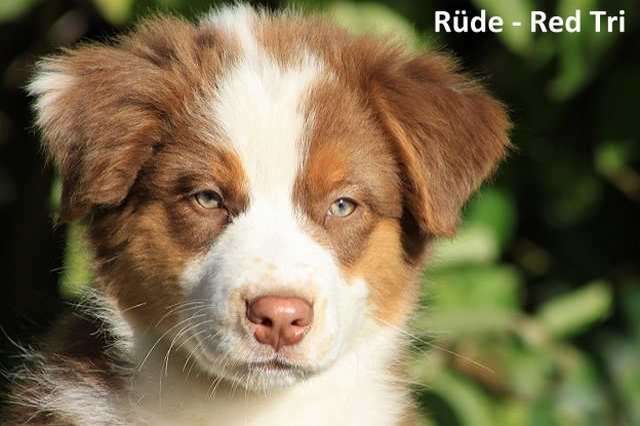 Australian Shepherd Welpen, Rüden+Hündinnen